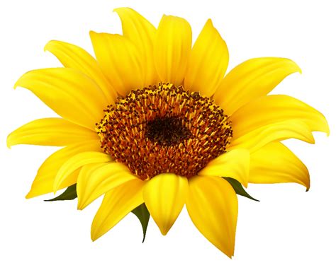 sunflower clip art|realistic sunflower clip art.